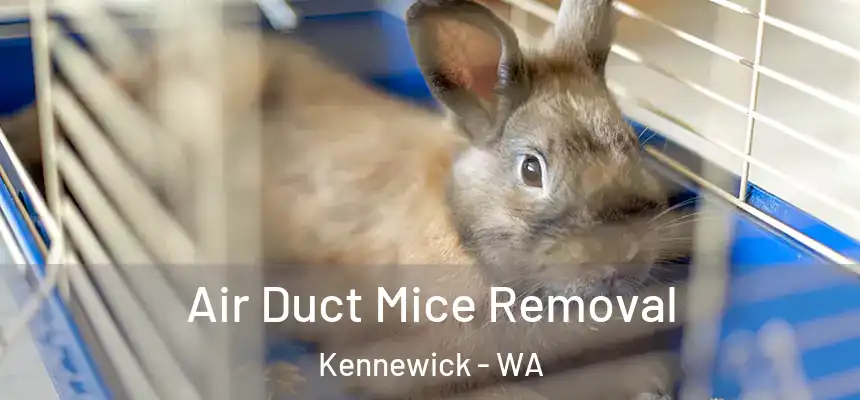 Air Duct Mice Removal Kennewick - WA